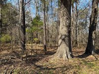 1443 Orangeburg Road, Summerville, SC 29483