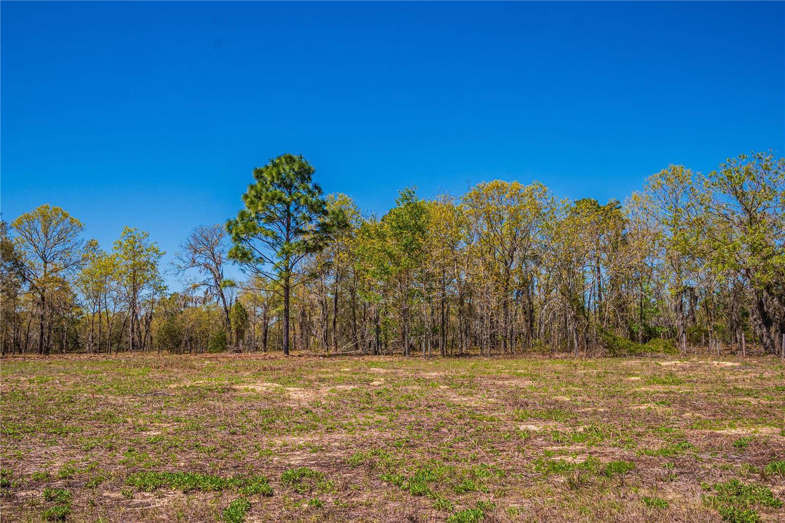 NE 118TH Terrace, Bronson, FL 32621