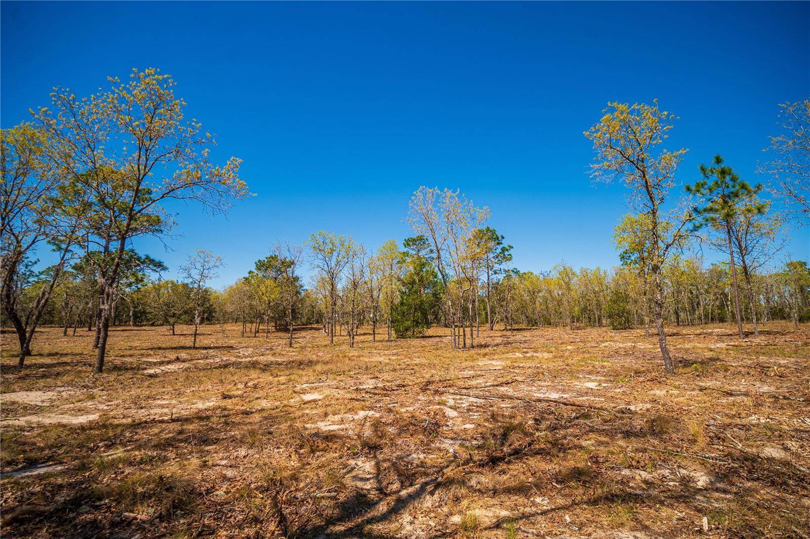 NE 118TH Terrace, Bronson, FL 32621