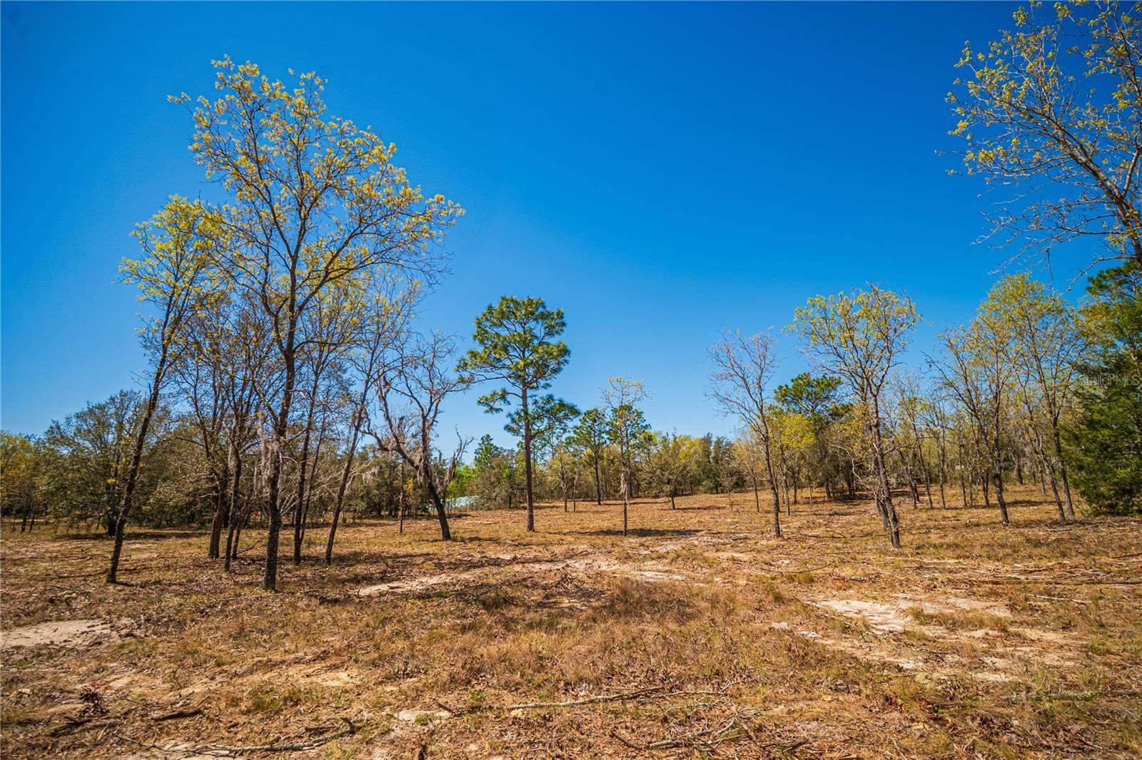 NE 118TH Terrace, Bronson, FL 32621