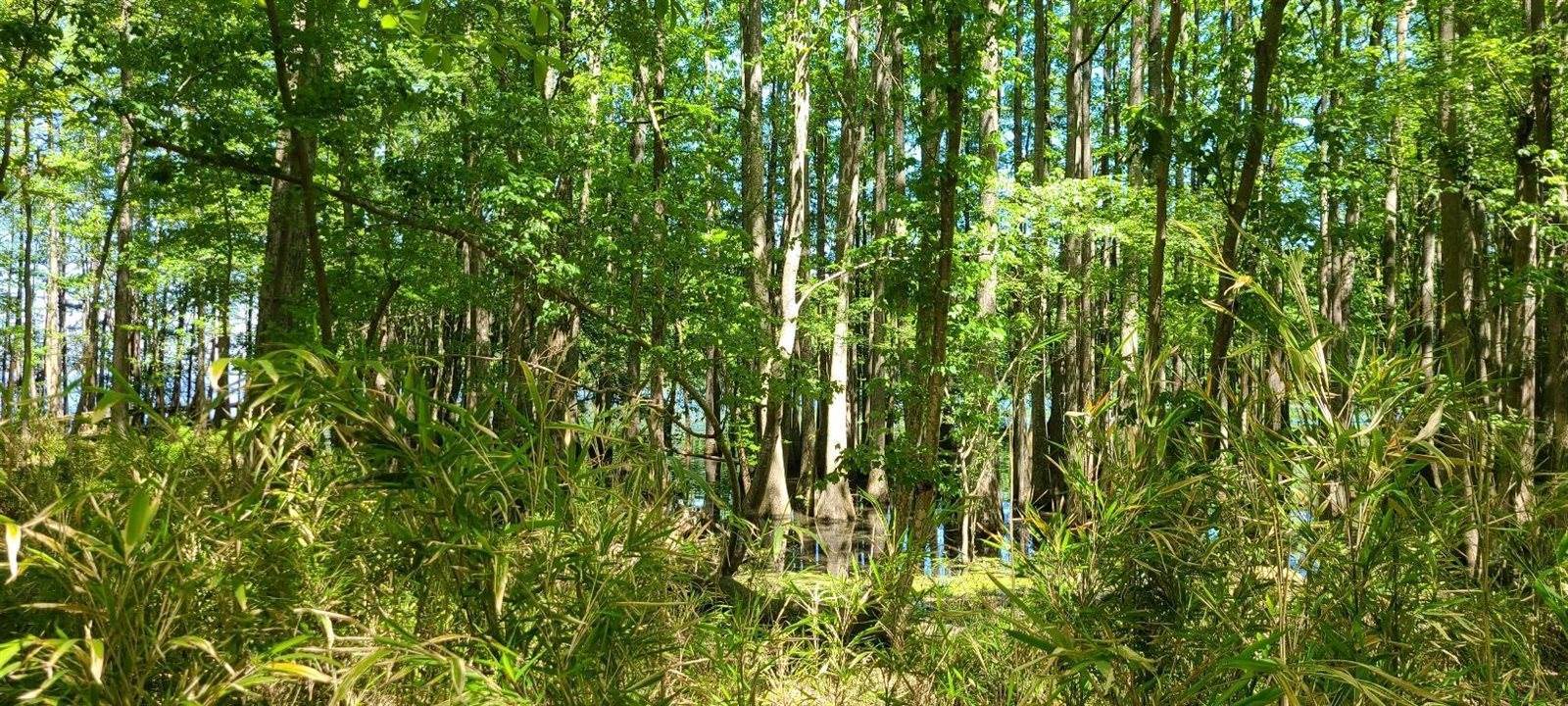 10 Hickory Landing Court, Elloree, SC 29047