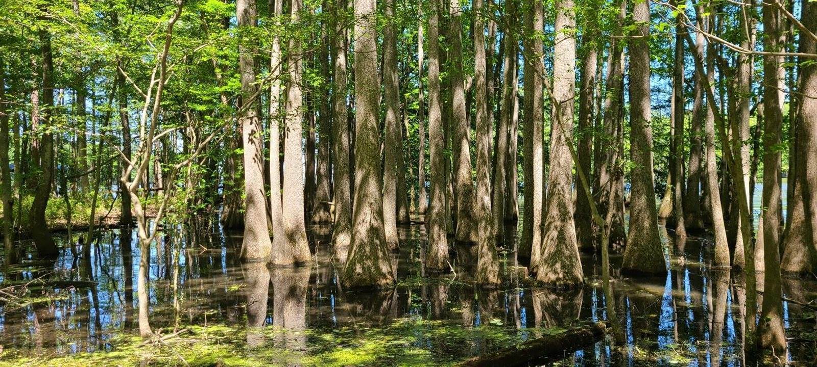 10 Hickory Landing Court, Elloree, SC 29047