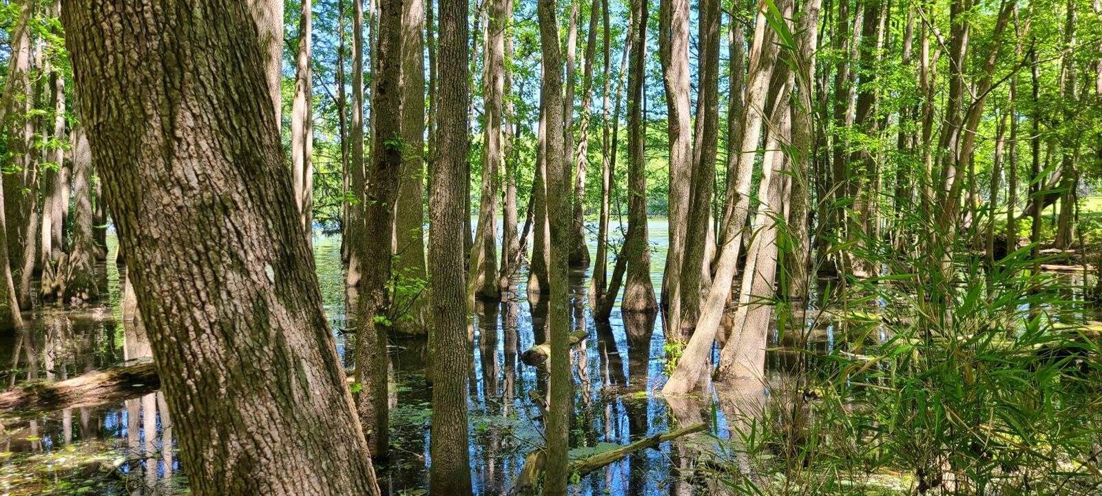 10 Hickory Landing Court, Elloree, SC 29047