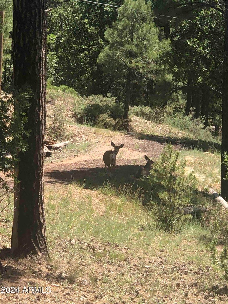 870 Bear Track Ln., Show Low, AZ 85901