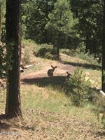 870 Bear Track Ln., Show Low, AZ 85901