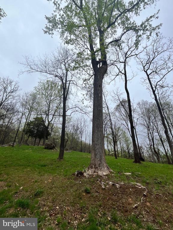 White Eagle, Lot 42, Charlottesville, VA 22903