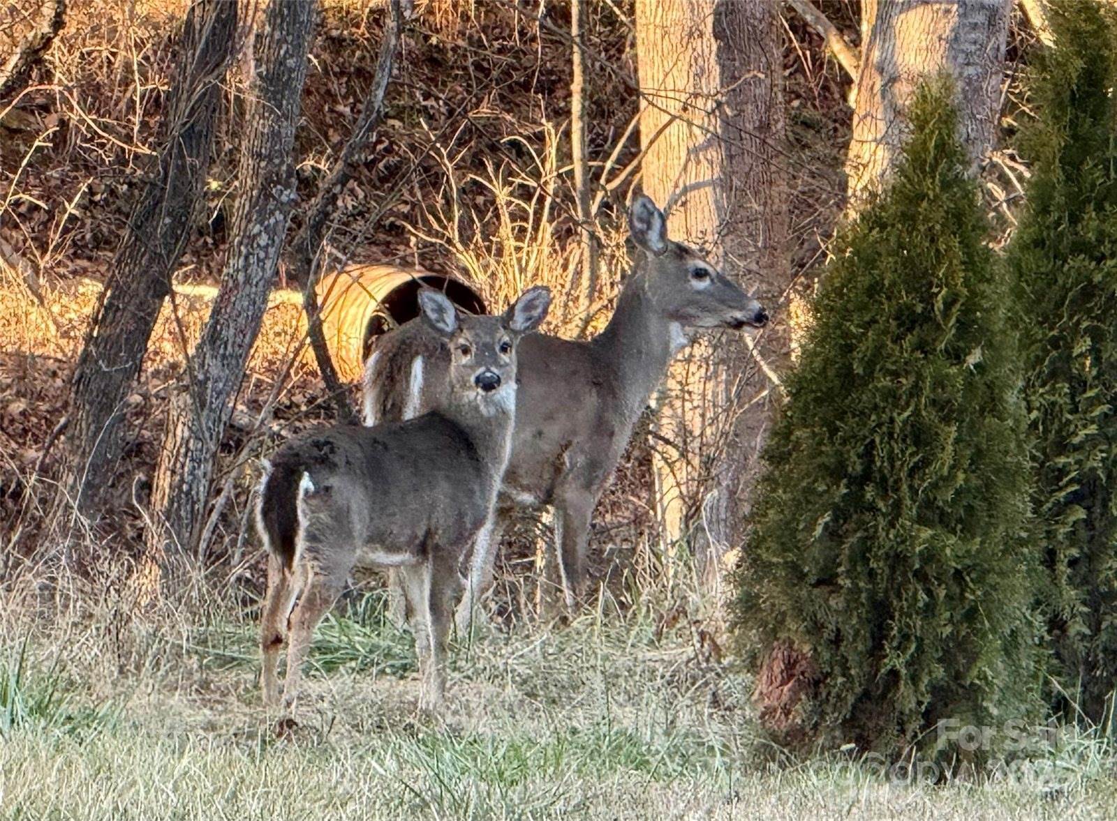 290 Tango Lane, Waynesville, NC 28786