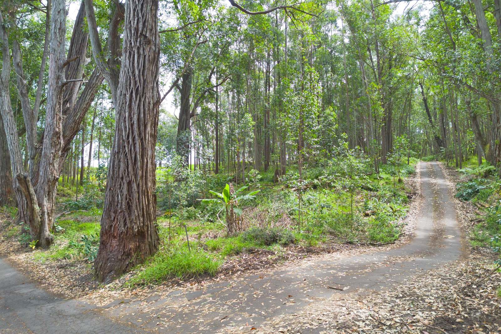 Kukuipapa Rd, Honokaa, HI 96727