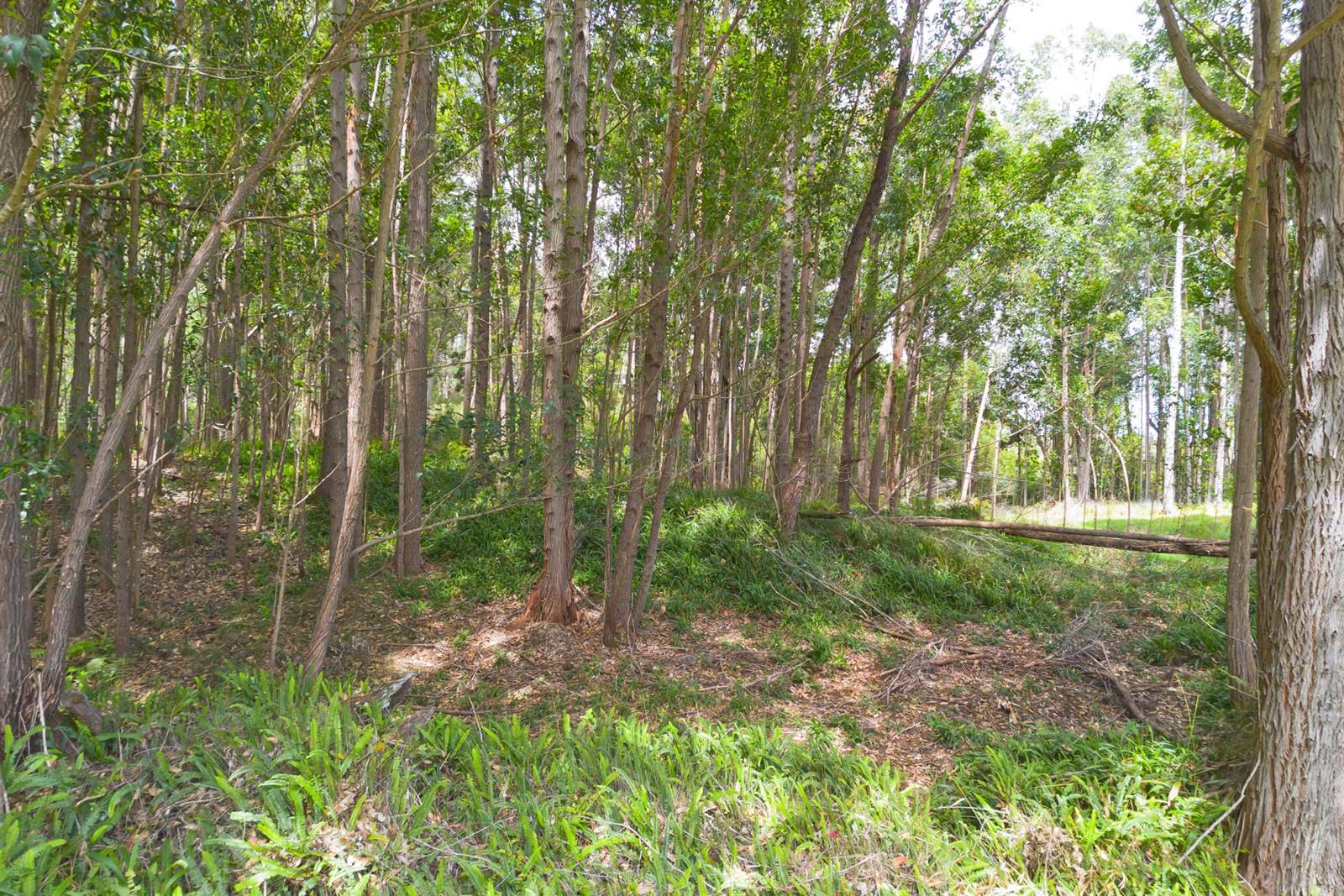 Kukuipapa Rd, Honokaa, HI 96727