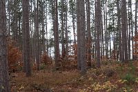 VL M-37, Mesick, MI 49668