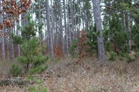 VL M-37, Mesick, MI 49668