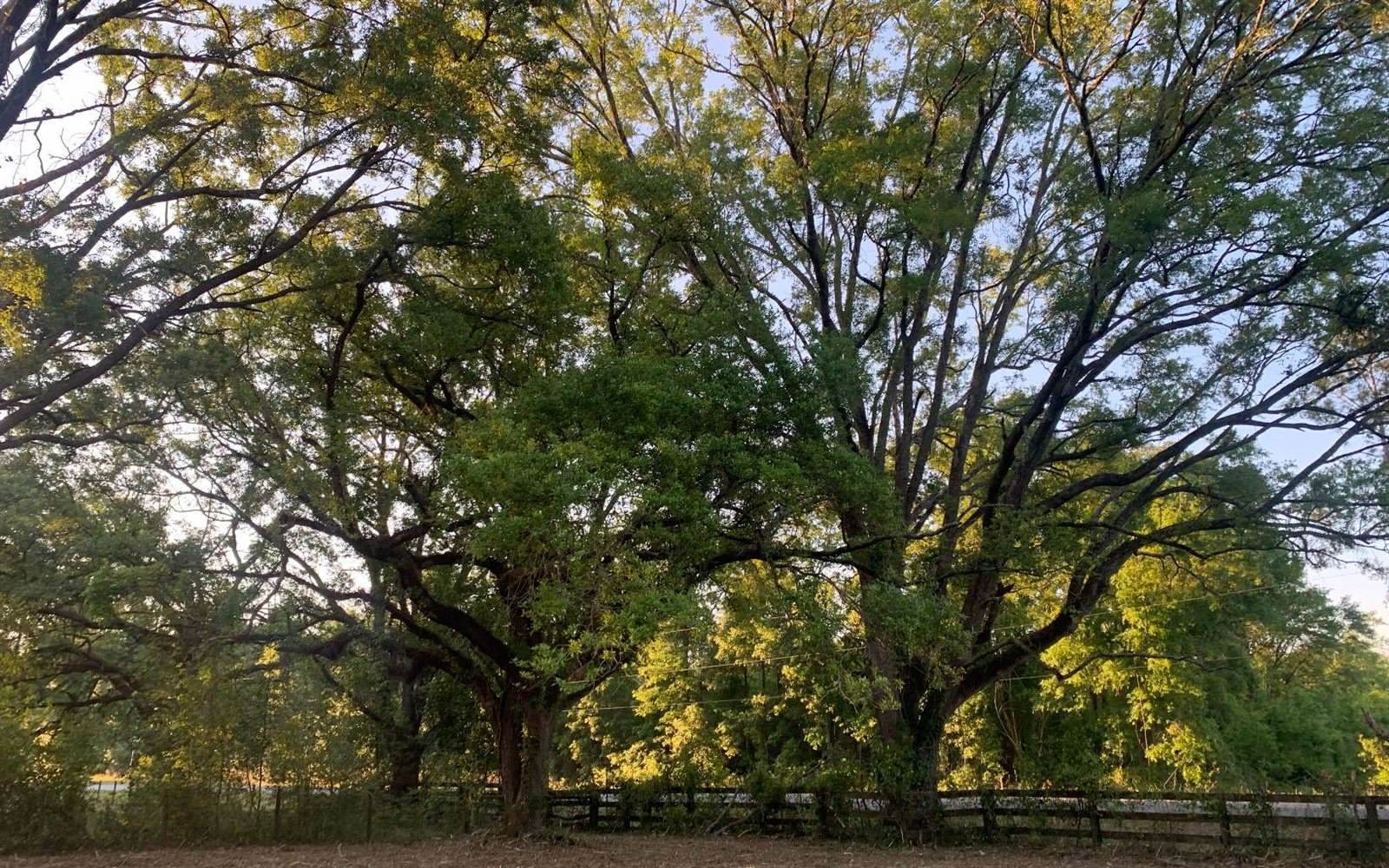 Tbd Cr 252, Live Oak, FL 32060