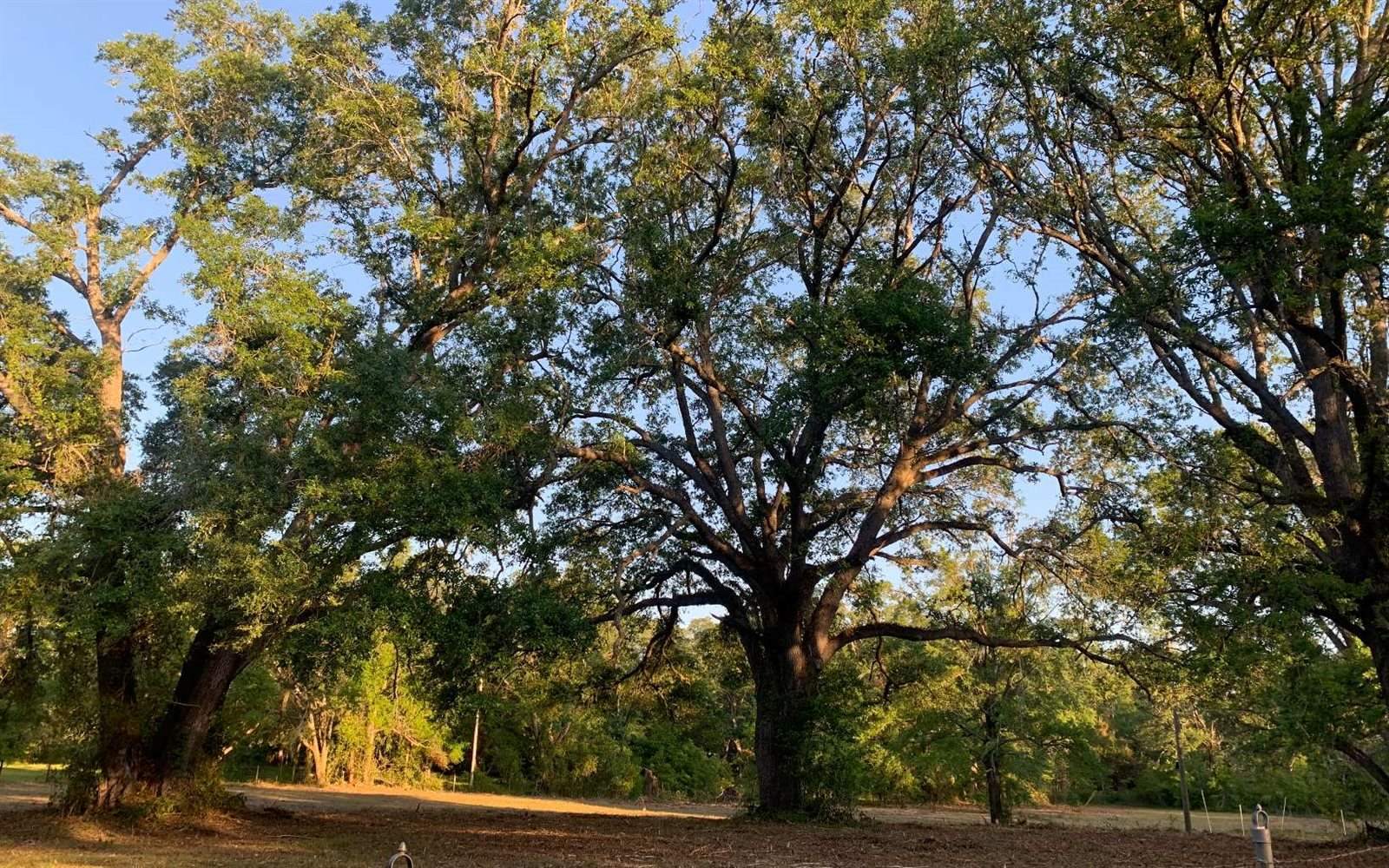 Tbd Cr 252, Live Oak, FL 32060