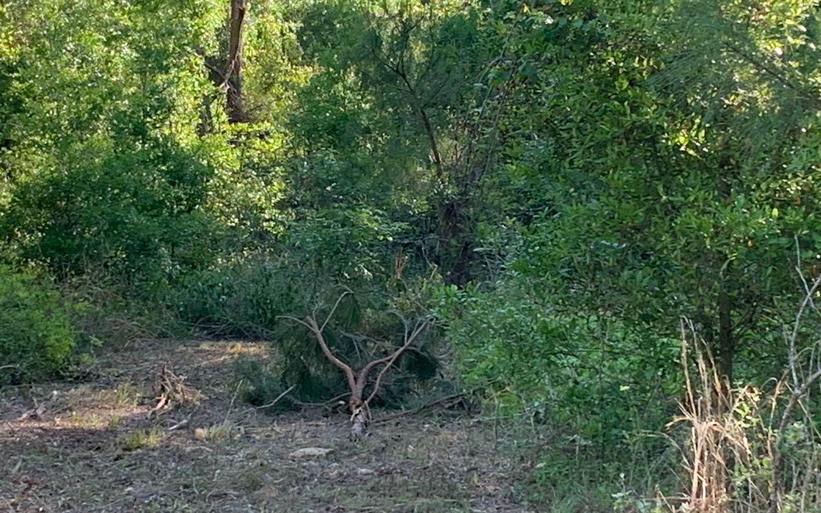 Tbd Cr 252, Live Oak, FL 32060