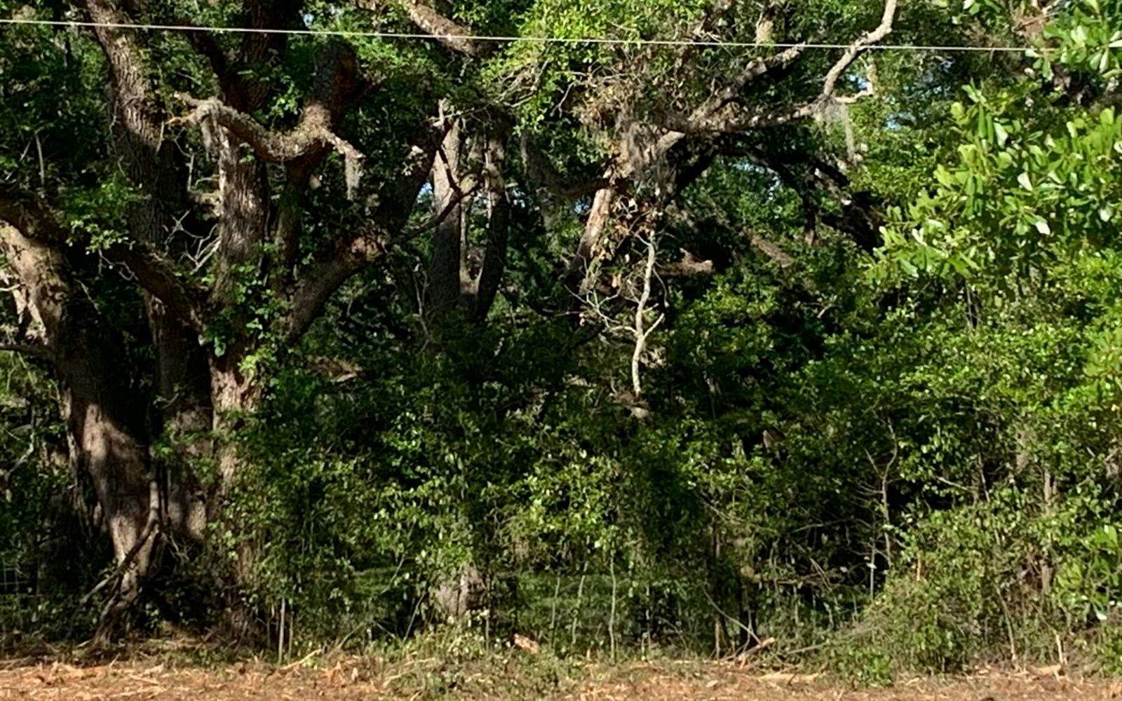 Tbd Cr 252, Live Oak, FL 32060