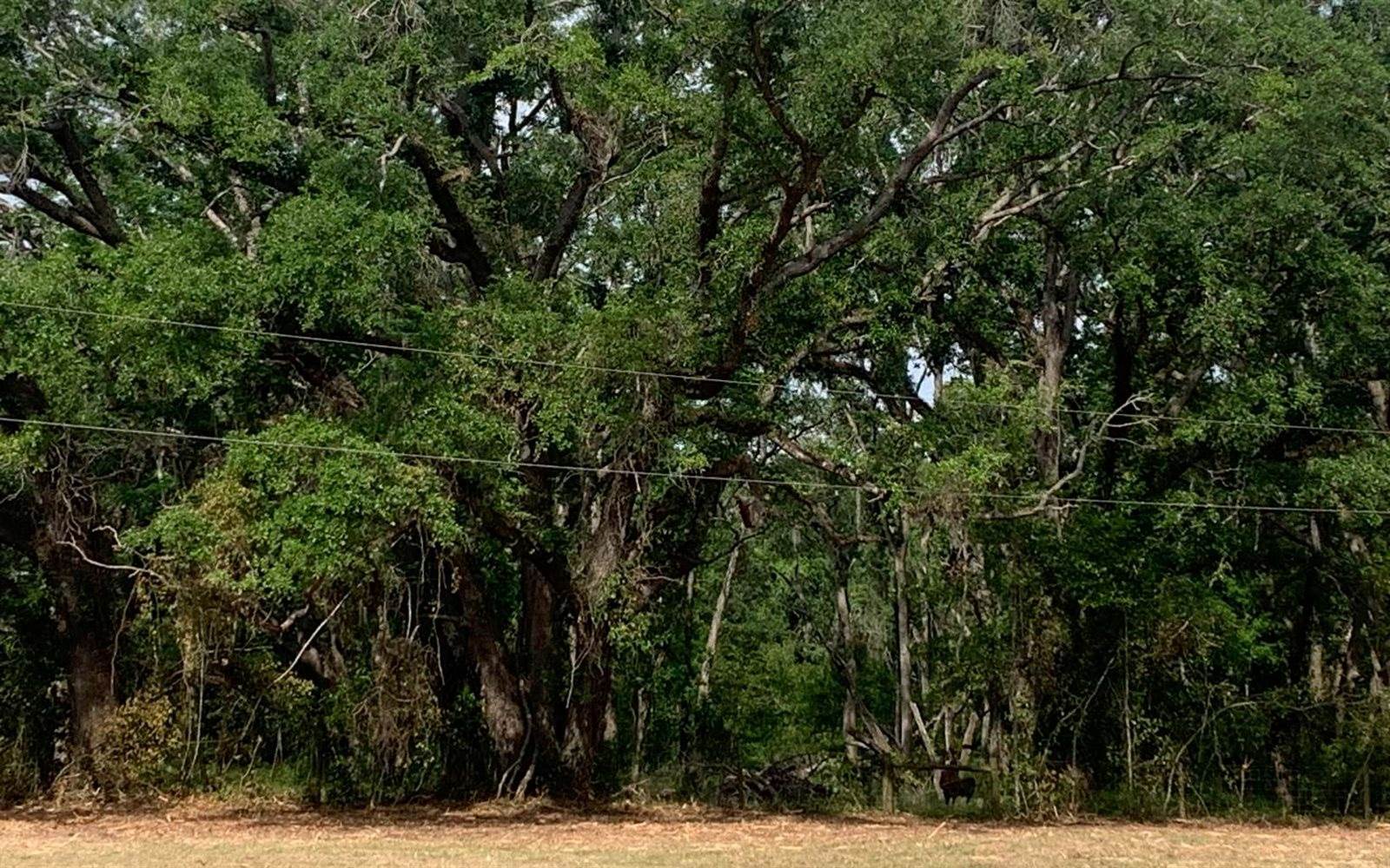 Tbd Cr 252, Live Oak, FL 32060