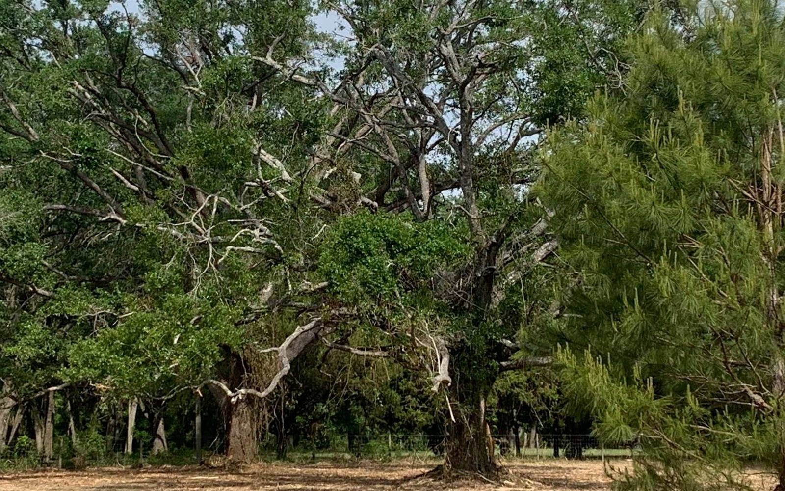 Tbd Cr 252, Live Oak, FL 32060