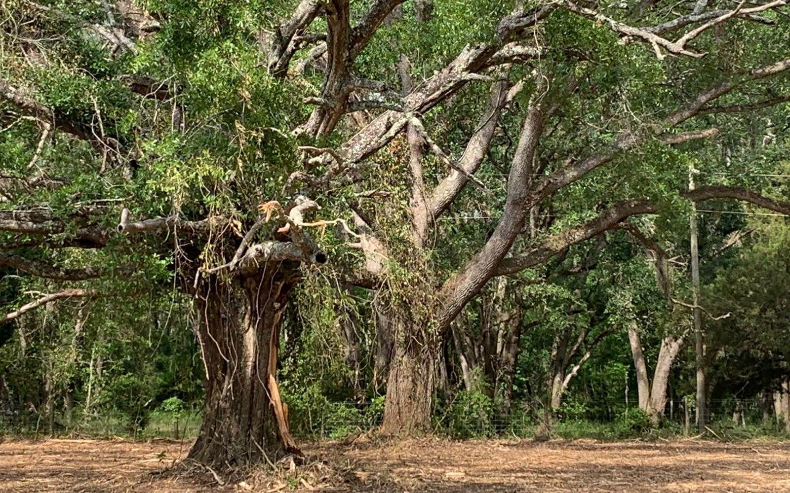 Tbd Cr 252, Live Oak, FL 32060