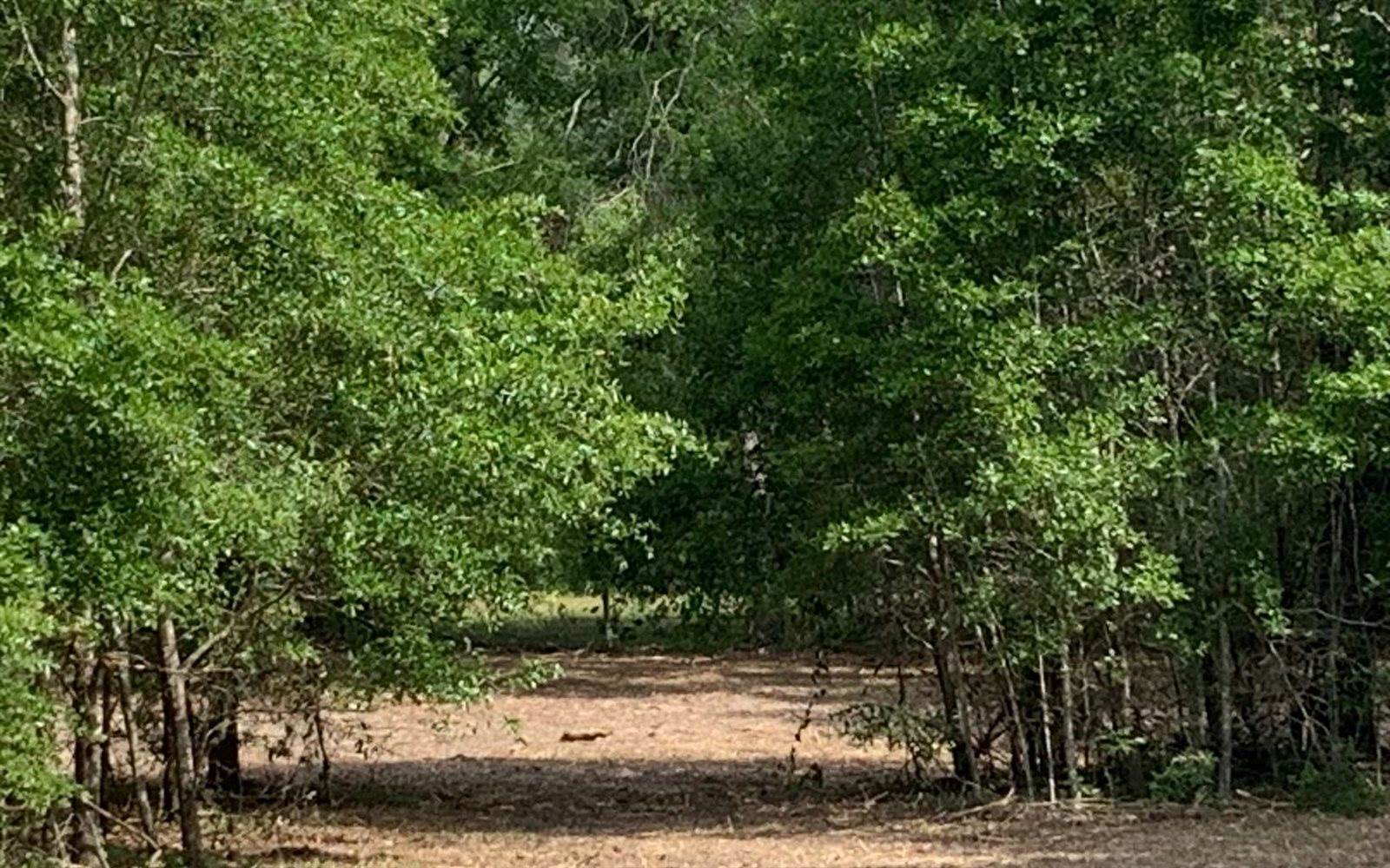 Tbd Cr 252, Live Oak, FL 32060