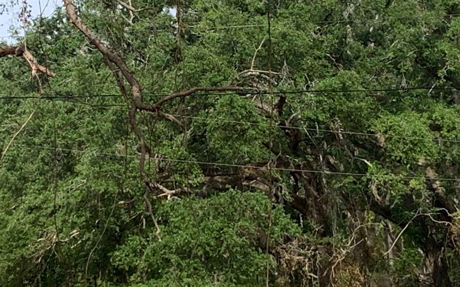 Tbd Cr 252, Live Oak, FL 32060