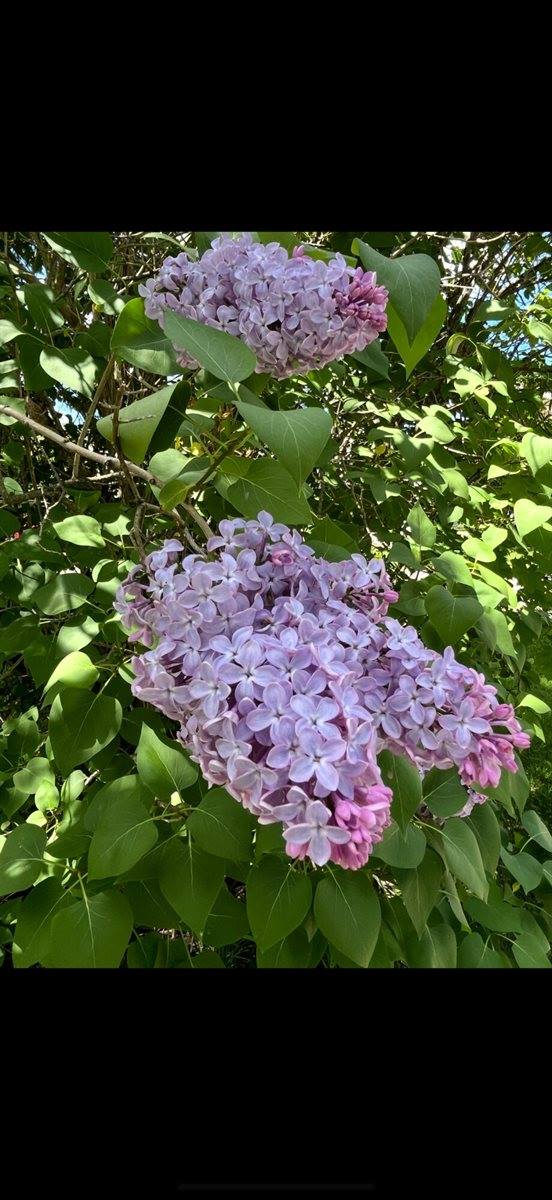 6 Ridge Road, Corinth, ME 04427