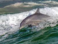 5445 Gulf Blvd, Saint Pete Beach, FL 33706