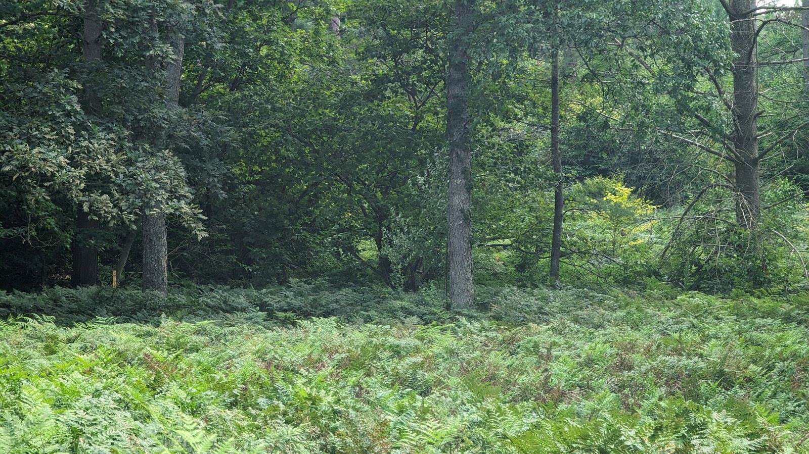 V/L Meadowview Trail, #167, Custer, MI 49405