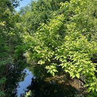 505 West 9th Street, Chico, CA 95928