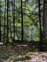 M8/L33-7 Monson Junction Lane, Abbot, ME 04406