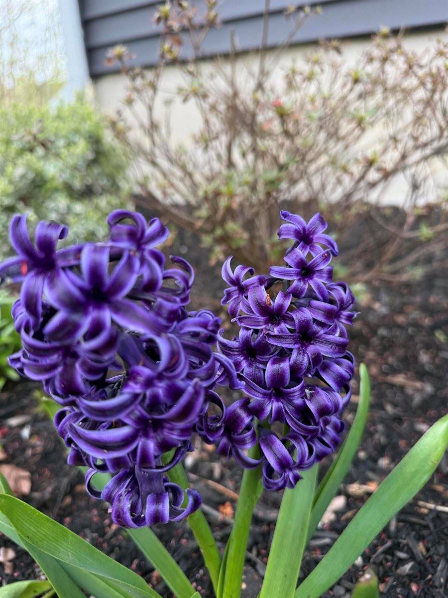 37 Jennifer Lane, Bangor, ME 04401