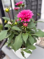 37 Jennifer Lane, Bangor, ME 04401