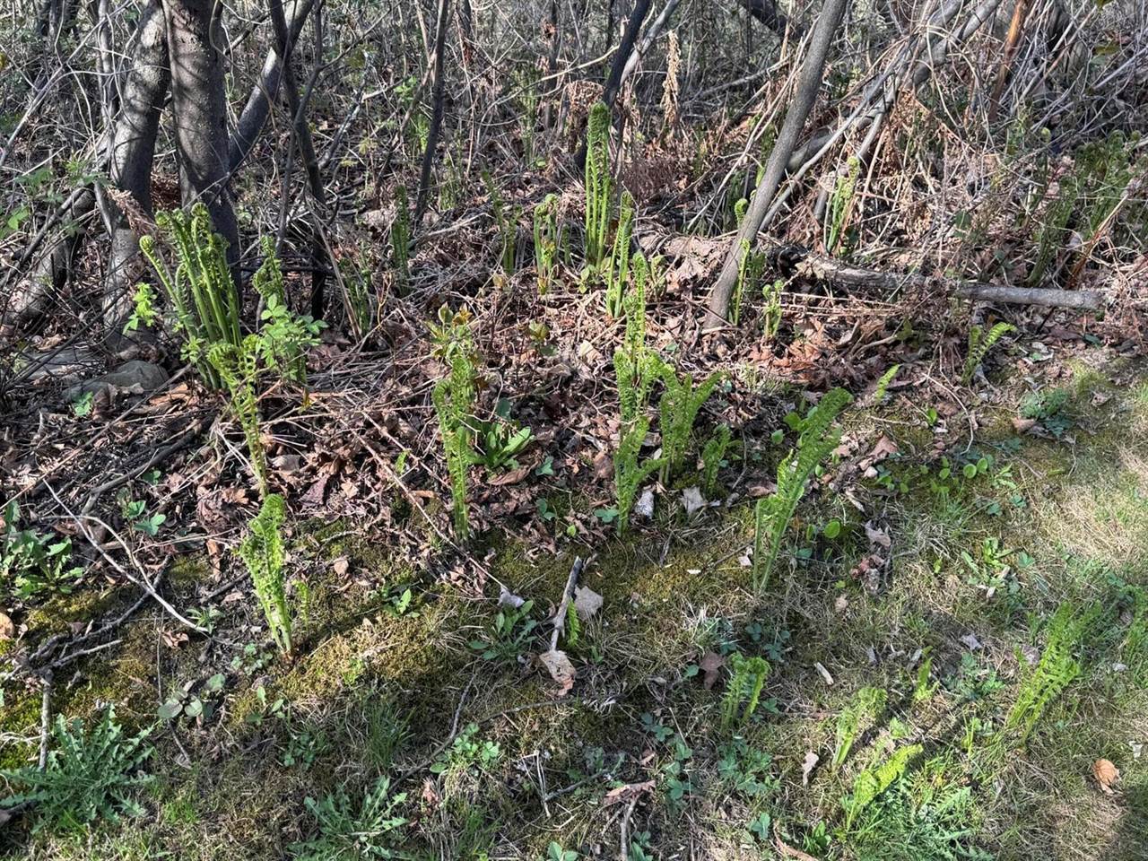 523 Main Street, Madawaska, ME 04756