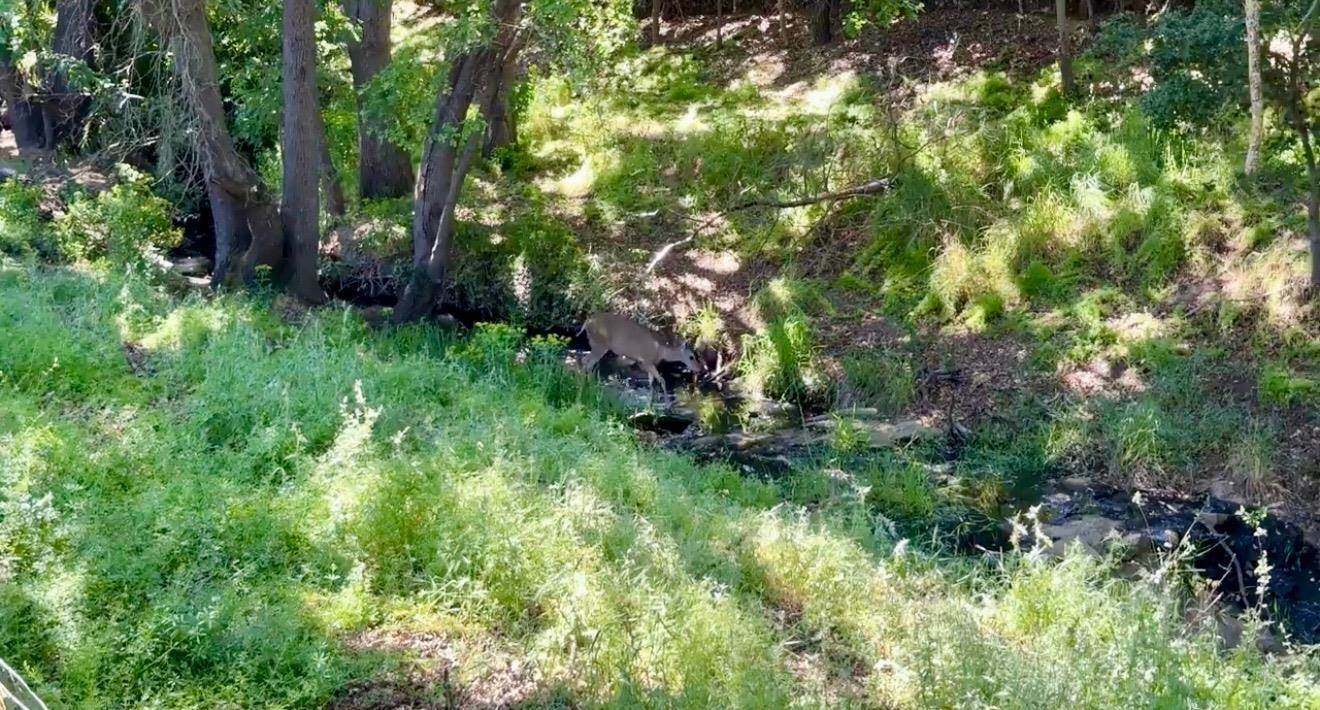 1312 Vintner Way, Pleasanton, CA 94566