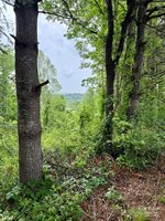 12 Willow Knoll Drive, Weaverville, NC 28787