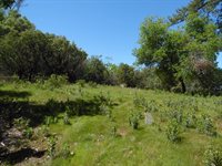 6101 Pappalardo Promenade, Murphys, CA 95247