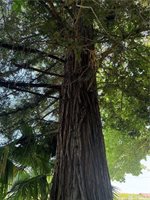 355 Obrien Avenue, Gridley, CA 95948