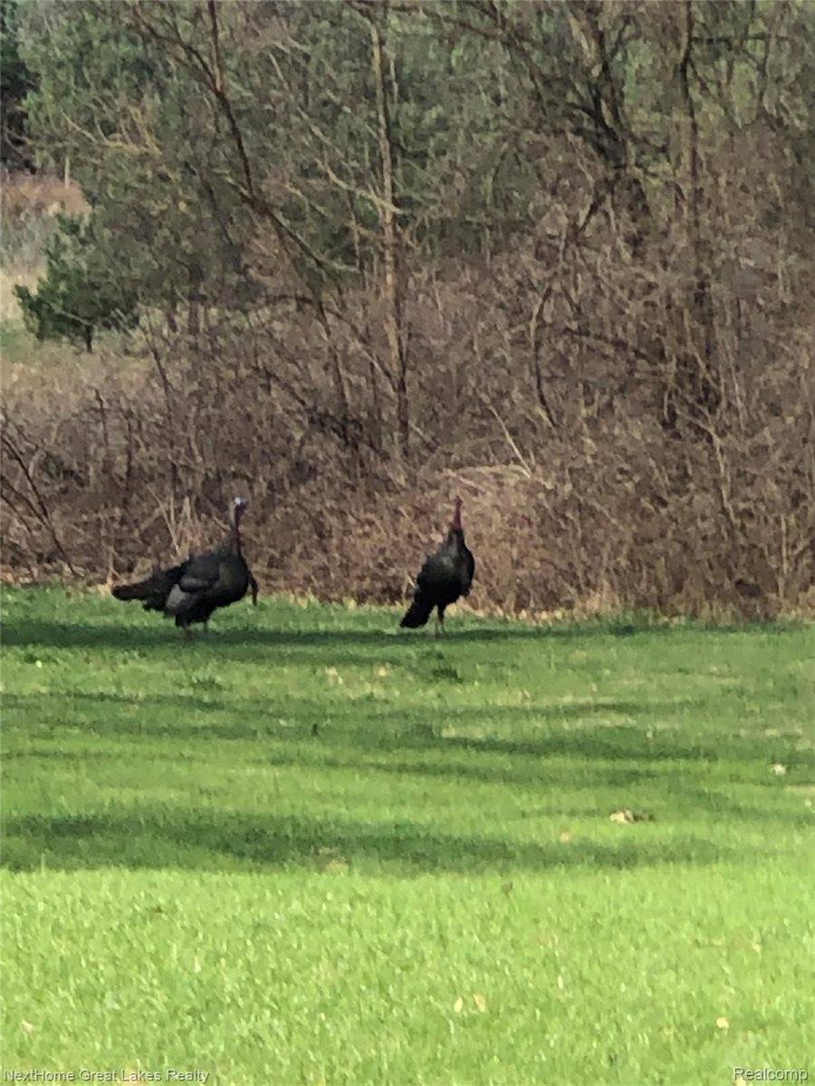 9277 North Clio Road, Clio, MI 48420