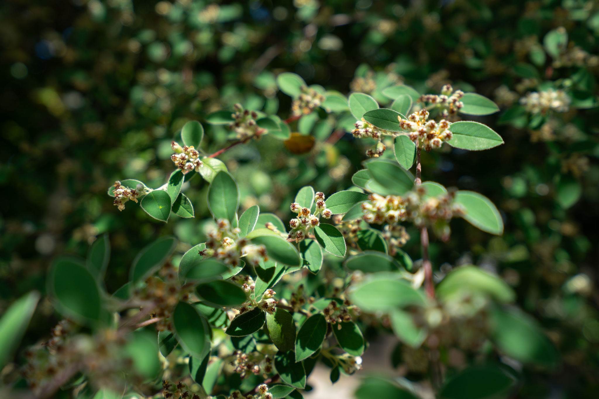 4722 Sunshine Avenue, Santa Rosa, CA 95409