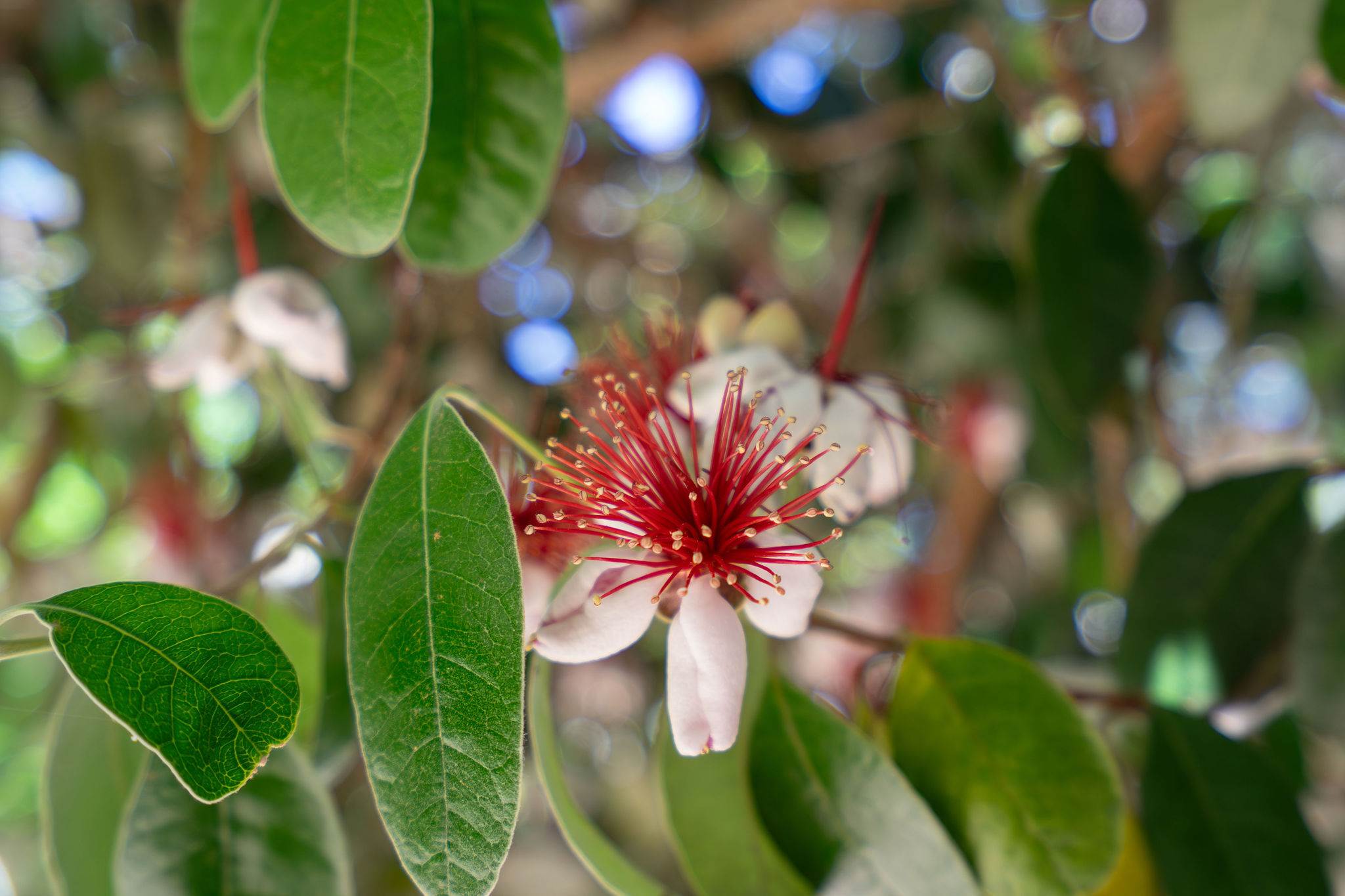 4722 Sunshine Avenue, Santa Rosa, CA 95409