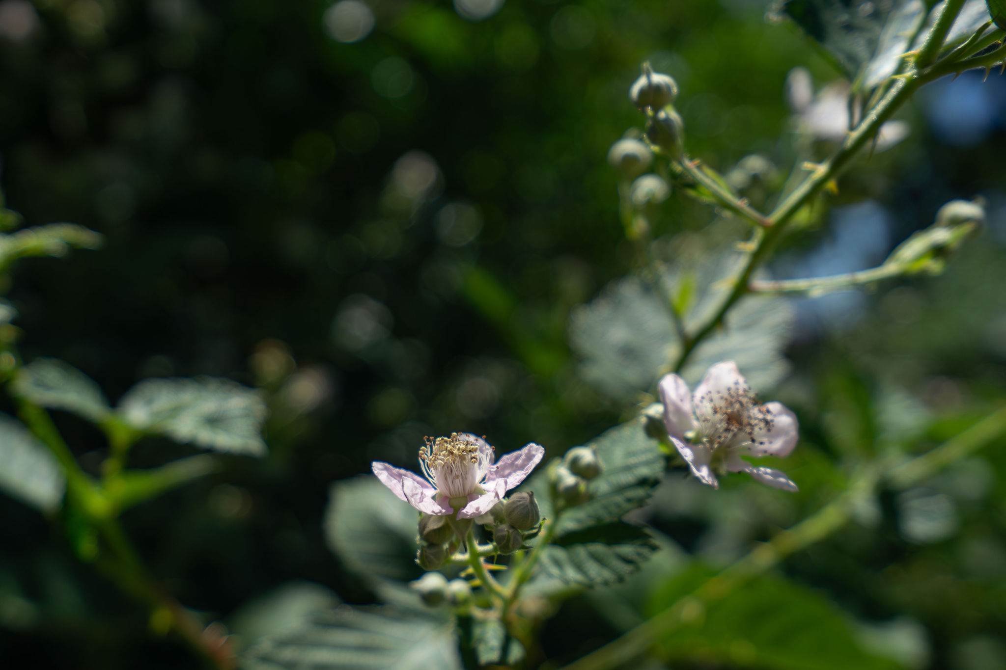 4722 Sunshine Avenue, Santa Rosa, CA 95409