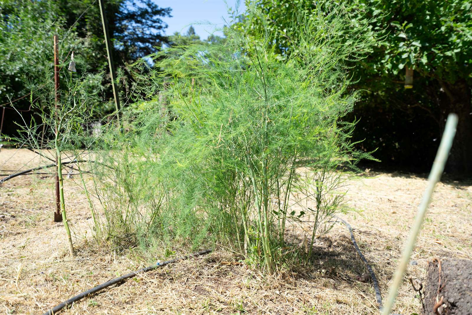 4722 Sunshine Avenue, Santa Rosa, CA 95409