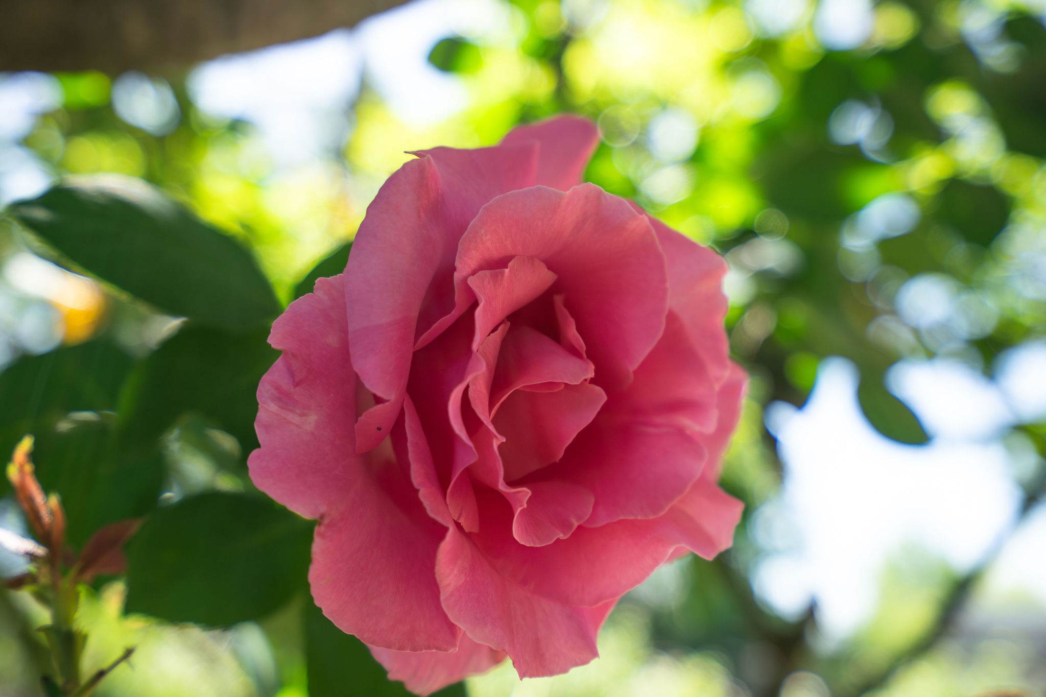 4722 Sunshine Avenue, Santa Rosa, CA 95409