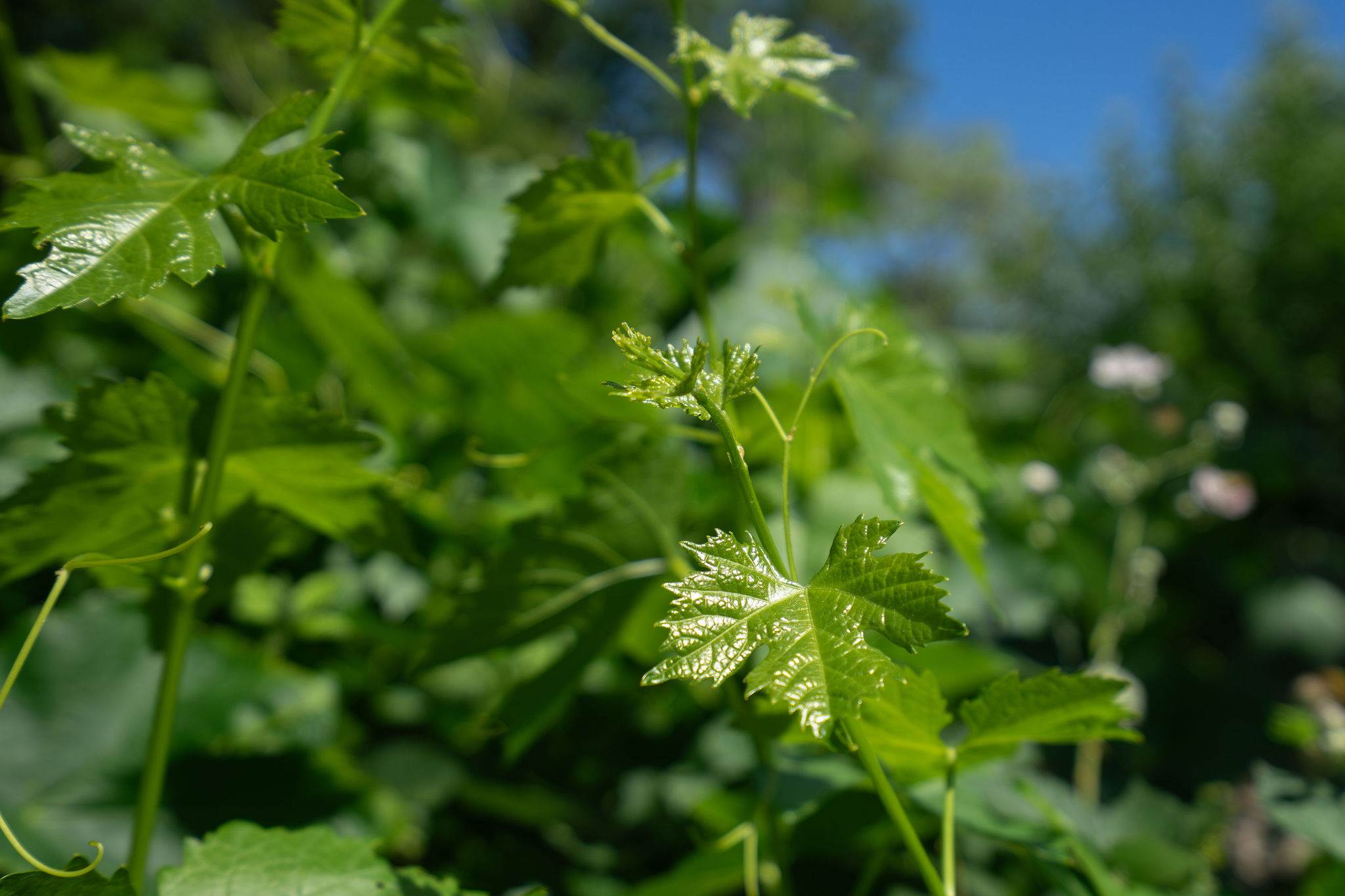 4722 Sunshine Avenue, Santa Rosa, CA 95409