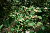 4722 Sunshine Avenue, Santa Rosa, CA 95409