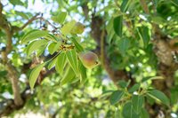 4722 Sunshine Avenue, Santa Rosa, CA 95409