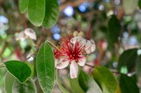 4722 Sunshine Avenue, Santa Rosa, CA 95409