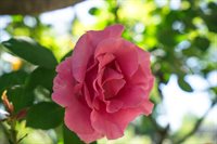 4722 Sunshine Avenue, Santa Rosa, CA 95409