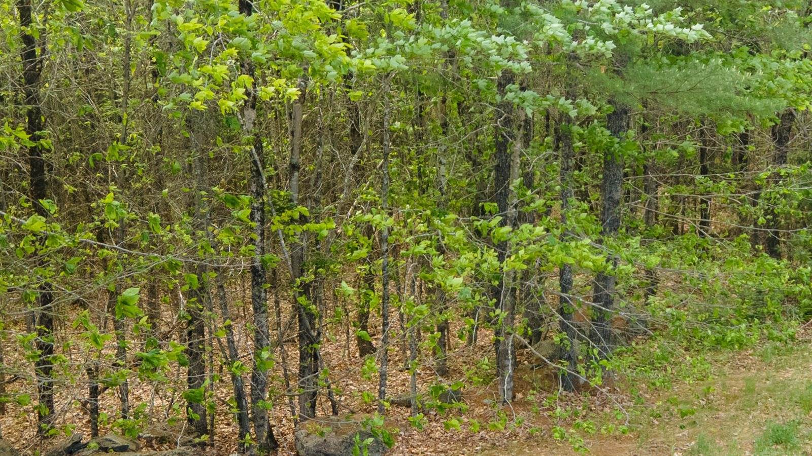 Lot 7 Grant Road, Orono, ME 04473