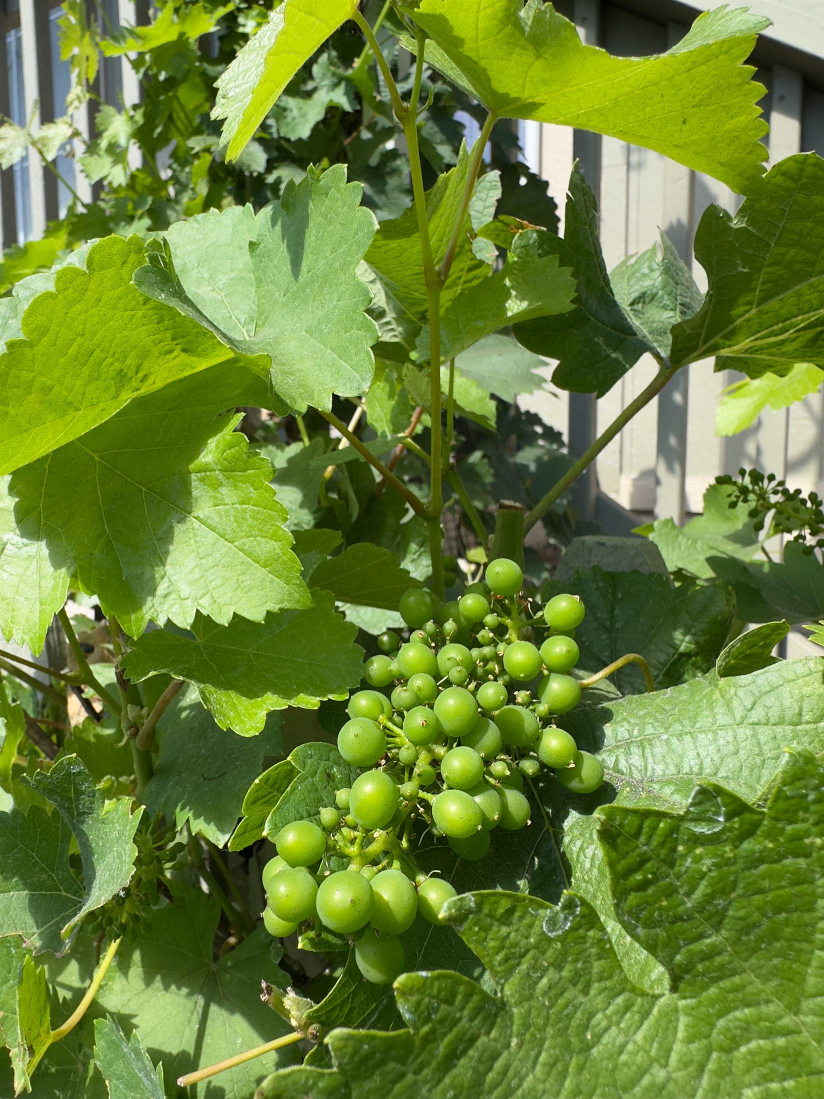 5341 Huckleberry Way, Santa Rosa, CA 95403