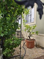 5341 Huckleberry Way, Santa Rosa, CA 95403